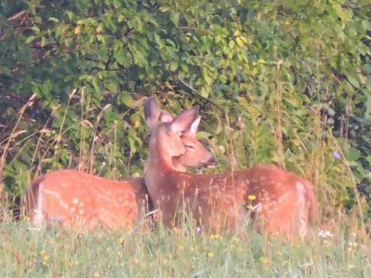 kissing deer field