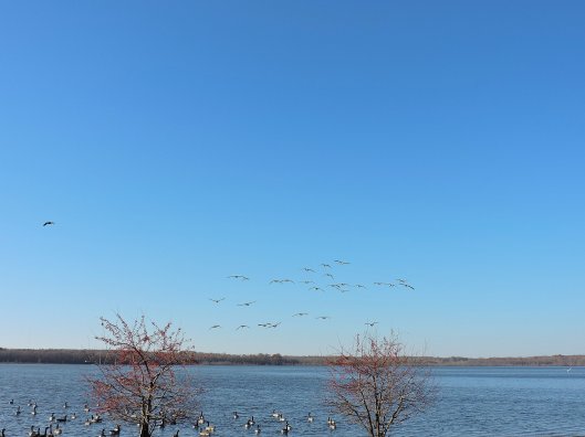 geese-lake-neatahwanta
