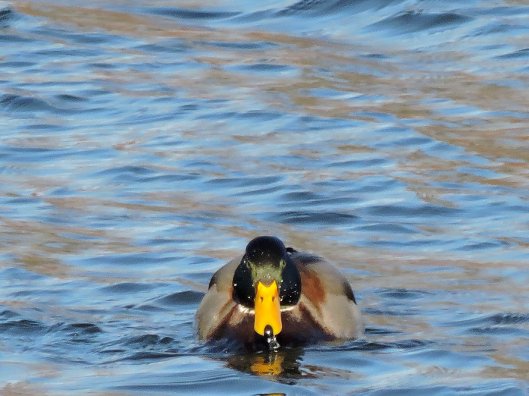 mallard-duck-oswego-river-fulton